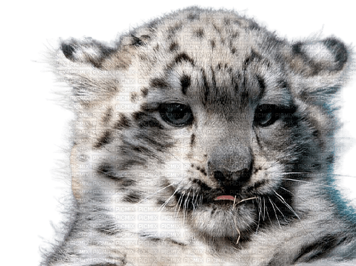 Bébé tigre blanc - png ฟรี