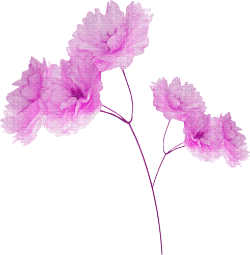 blume flowers - besplatni png