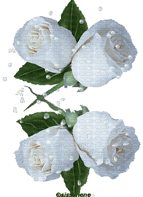 ROXY WHITE ROSE - Darmowy animowany GIF