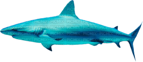 Kaz_Creations Shark - nemokama png