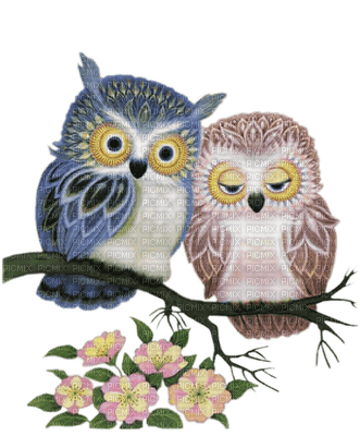 Kaz_Creations Birds Bird Owls Owl - безплатен png