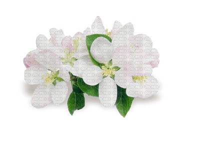 Fleur blanche - zadarmo png