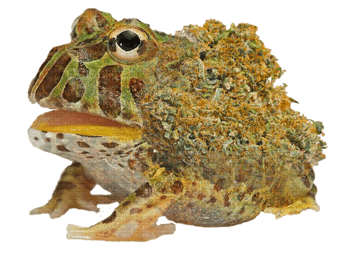 Weed frog - ingyenes png