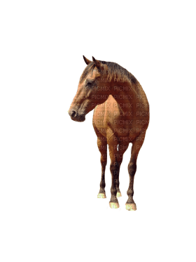 Kaz_Creations Horse - ilmainen png