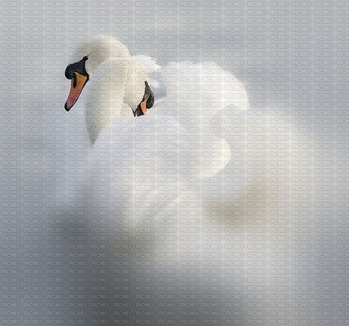Swans - PNG gratuit