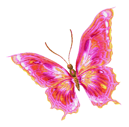 Butterfly.Pink.Yellow.Orange - By KittyKatLuv65 - Nemokamas animacinis gif