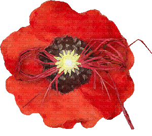 soave deco flowers poppy red animated - Besplatni animirani GIF