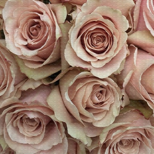 Peach Roses - Free PNG