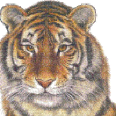 aze s34 tigre - GIF animado gratis