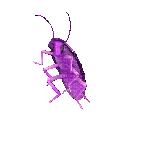 cockroach - GIF animado gratis