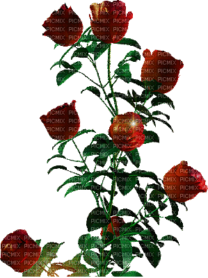 colombe-61 rose gif - Darmowy animowany GIF
