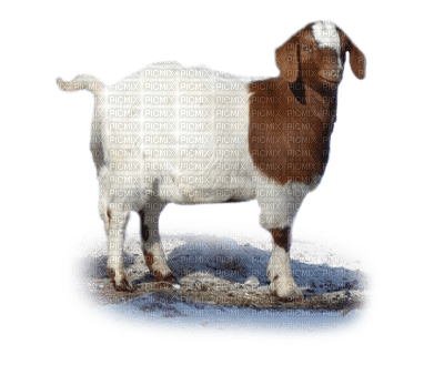 Goats Chèvres Ziegen goat Chèvre ziege animal farm tube - PNG gratuit