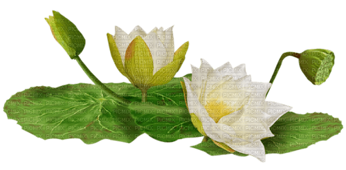 water flowers white - PNG gratuit