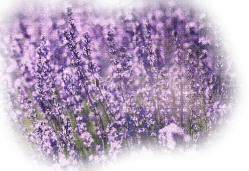 Lavender field - PNG gratuit