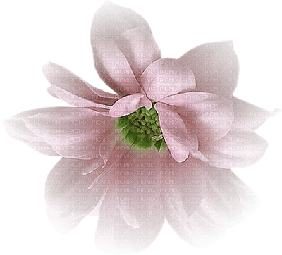 blomma-rosa - PNG gratuit