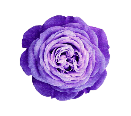 Purple Rose - 免费PNG