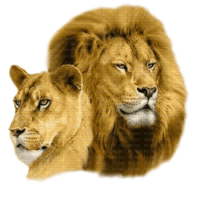 löwe, lion - Free PNG