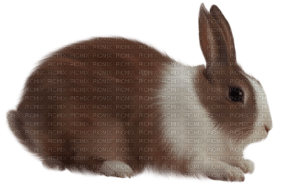 kani, pupu, rabbit, bunny - 無料png