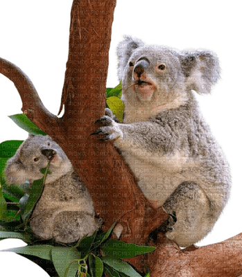 Australia animals koala bp - ücretsiz png