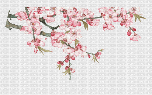 Cherry Flowers - бесплатно png
