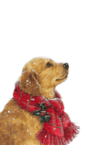 loly33 chien  hiver - Free PNG