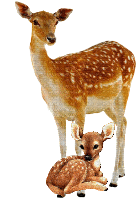 Bambi - Free animated GIF