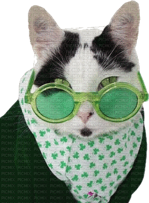 st . patrick day cat chat - GIF animé gratuit
