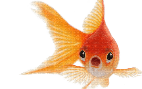 Goldfish - PNG gratuit