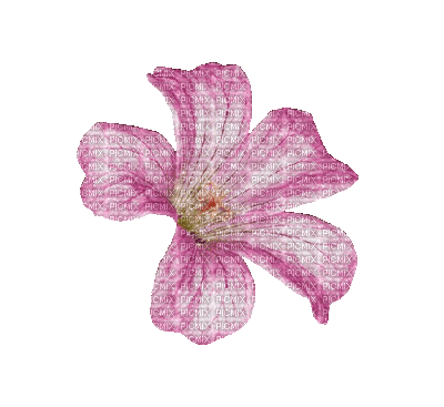 Malvenblüte - Gratis geanimeerde GIF