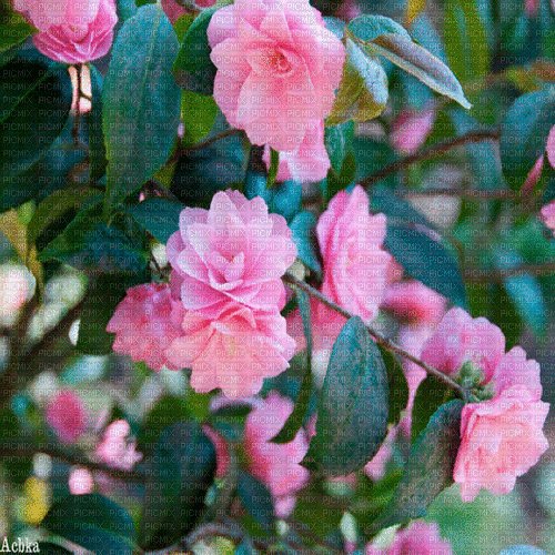 flowers  background by nataliplus - GIF animé gratuit