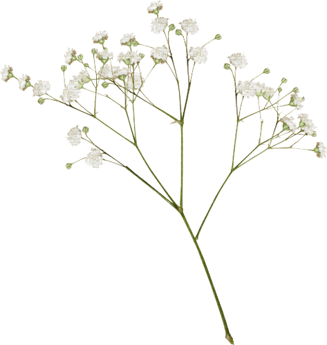baby's breath Bb2 - png grátis