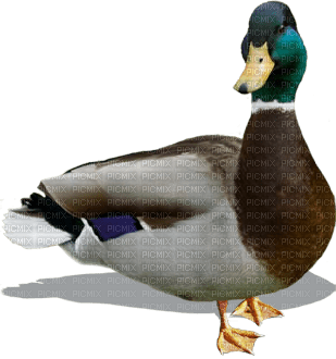 Kaz_Creations Birds Bird Duck - nemokama png