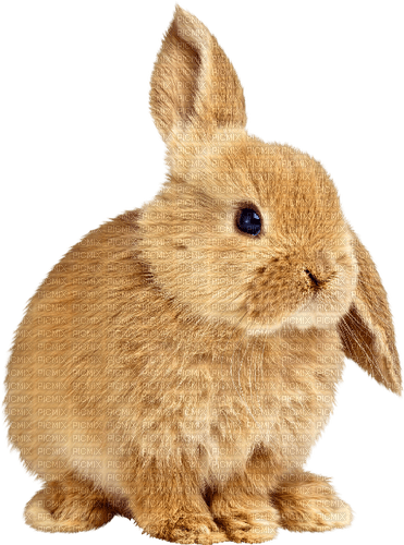 Bunny.Rabbit.Brown - безплатен png