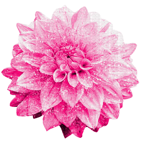 Flower.Pink - nemokama png