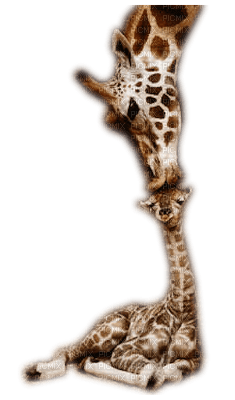 Giraffe bp - фрее пнг