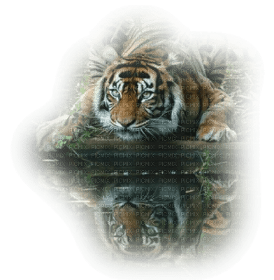 tigre - ilmainen png