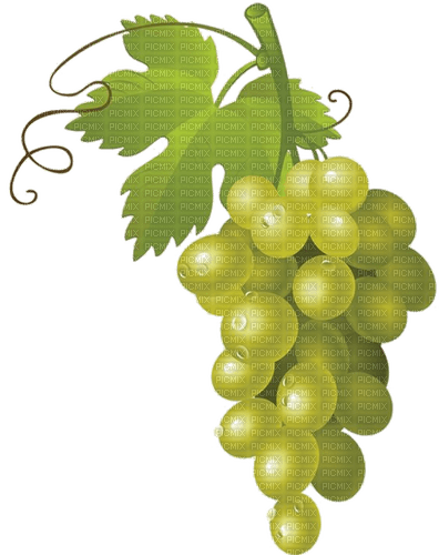 Weintrauben, hell, grapes - besplatni png