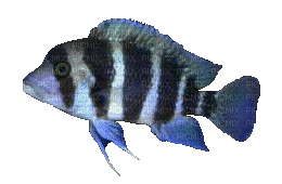 Kaz_Creations Fish - Безплатен анимиран GIF