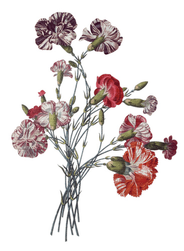 carnations Bb2 - png gratuito