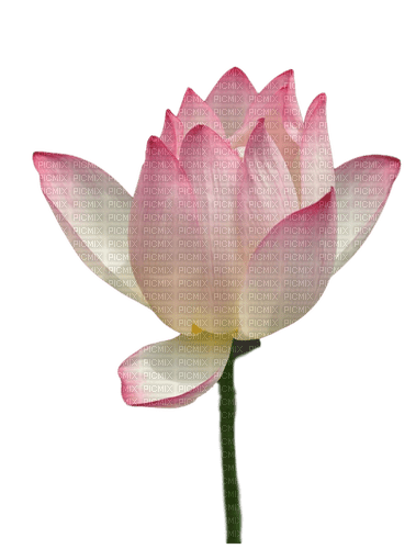 Lotus - фрее пнг