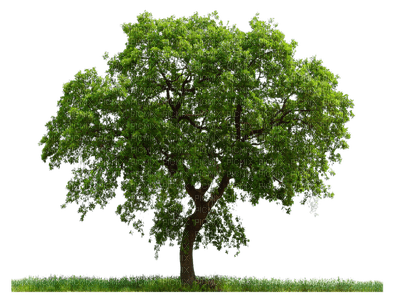 tree baum bush busch - png gratuito
