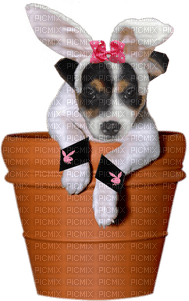 Kathleen Reynolds Dog Pup - kostenlos png