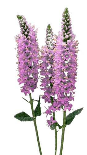 Veronica flowers - Free PNG