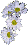 Blumen-Flowers-fleurs - Darmowy animowany GIF