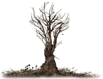 tree anastasia - δωρεάν png