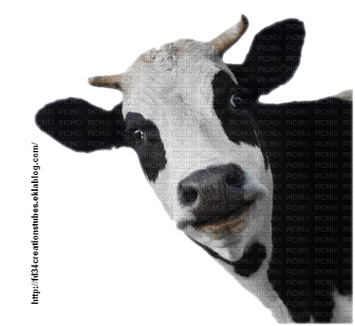 vaca - besplatni png