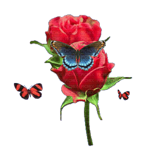 rose butterfly - GIF animé gratuit