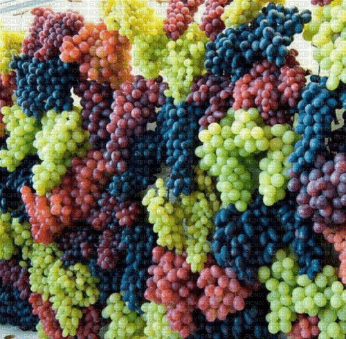 Rena Weintrauben mehrfarbig multicolor Hintergrund - PNG gratuit