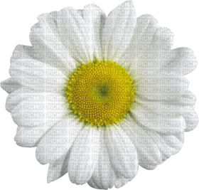 Kaz_Creations Deco Flowers Camomile Flower - ilmainen png