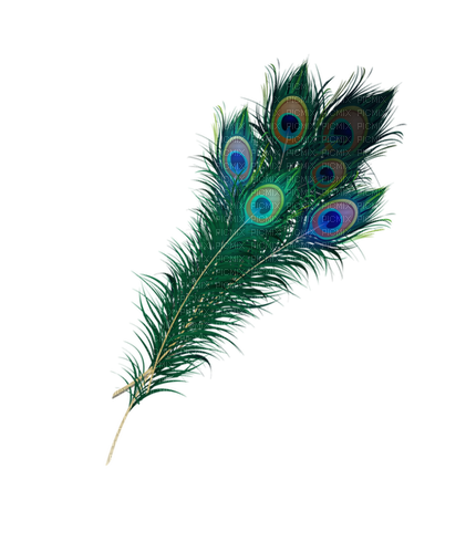 feathers Bb2 - Free PNG